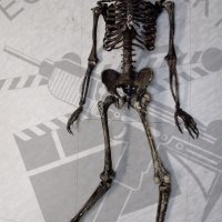 Complete skeleton body